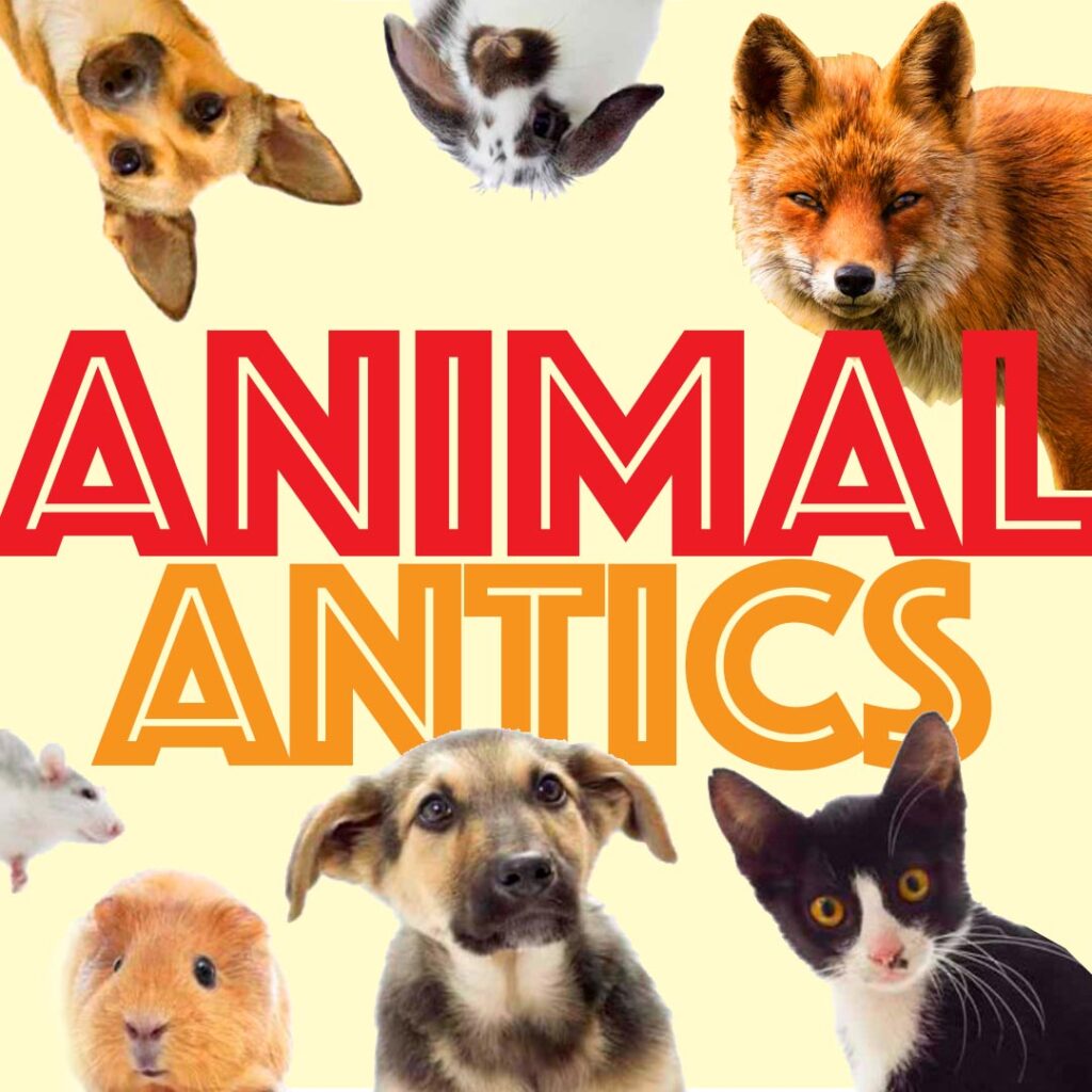 Animal Antics Family Day Show
