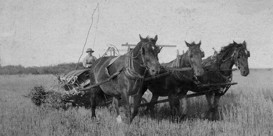 A black and white image of George McKay [MacKay] on a farm implement being driven by a team of three horses. The photographic print is mounted on a dark grey, textured backing.