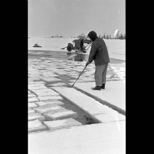 Man on ice harvesting ice blocks.